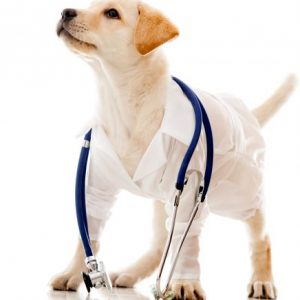 Veterinary Items
