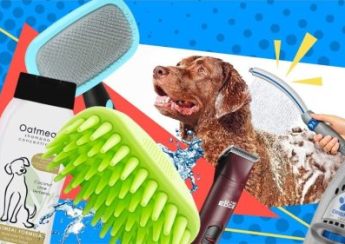 Grooming Essentials To Keep Your Pets Cool And Healthy During Summer