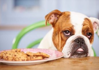 Which foods are safe for dogs?