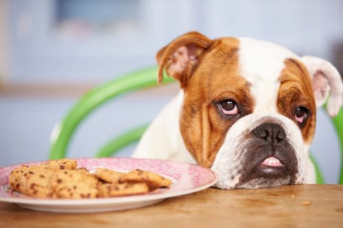 Which foods are safe for dogs?