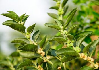 How reliable are the claims about ashwagandha's benefits?