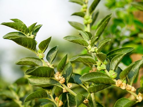 How reliable are the claims about ashwagandha's benefits?