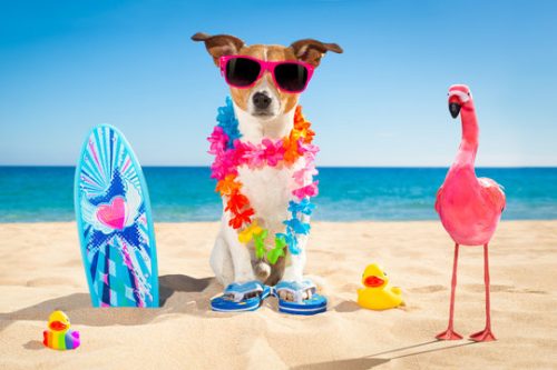 Beat the Heat: Summer Care Tips for Pets